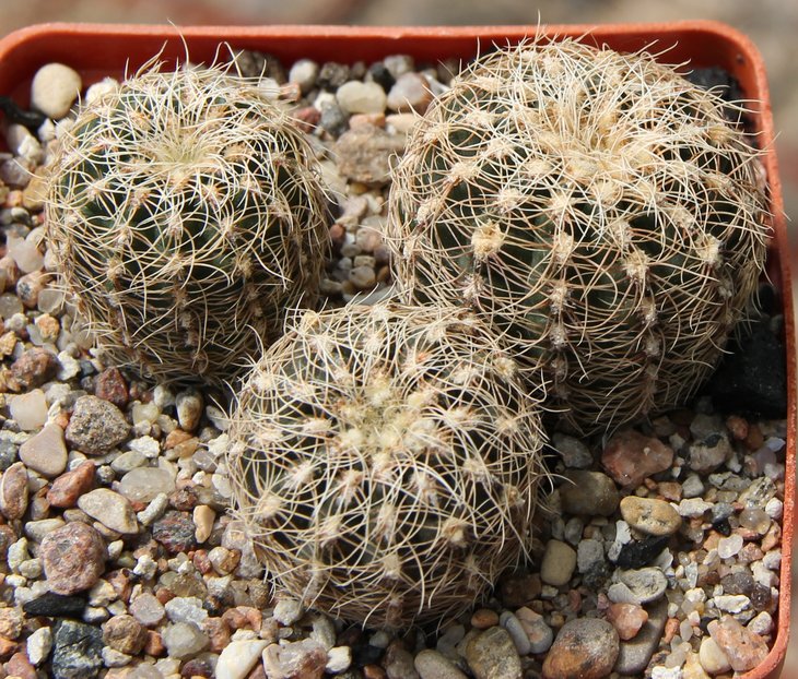 Gymnocalycium  gerthii   VG707  Loma Bola, Cordoba, 935m   kk411.812