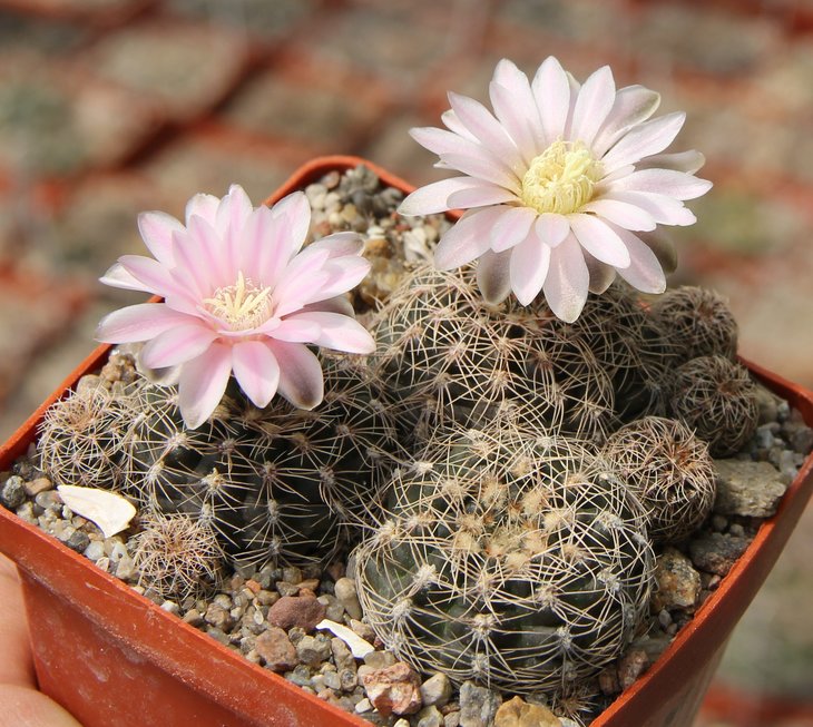 Gymnocalycium  bruchii schimmadae GN531 Cumbre de Perchel 1080m  KK337.306