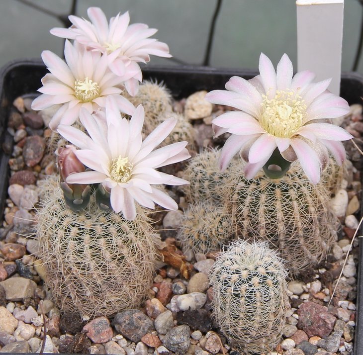 Gymnocalycium  bruchii niveum VG536 Napa Cord. 1046m   kk337.315