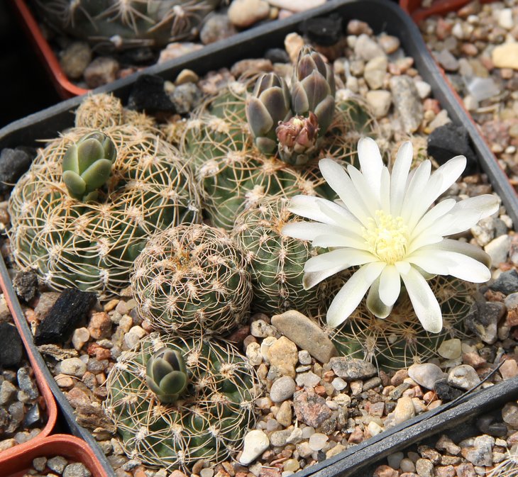 Gymnocalycium  bruchii cumbresitense VG469 La Cumbresita Cord. 1401m.  kk337.265
