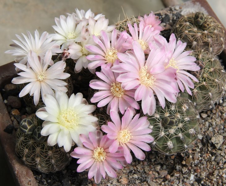 Gymnocalycium  bruchii P506 westl.Ascochinga   Sa Chica  PILTZ4973