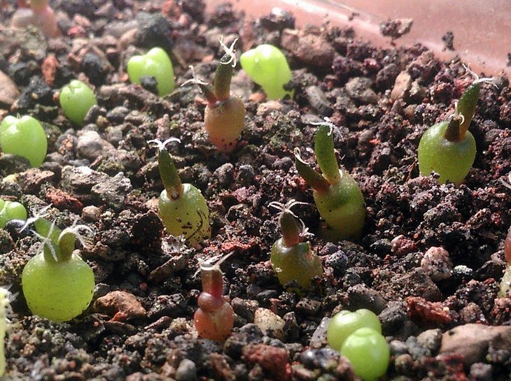 Ariocarpus fissuratus ssp. hintoni VZD 1271.jpg
