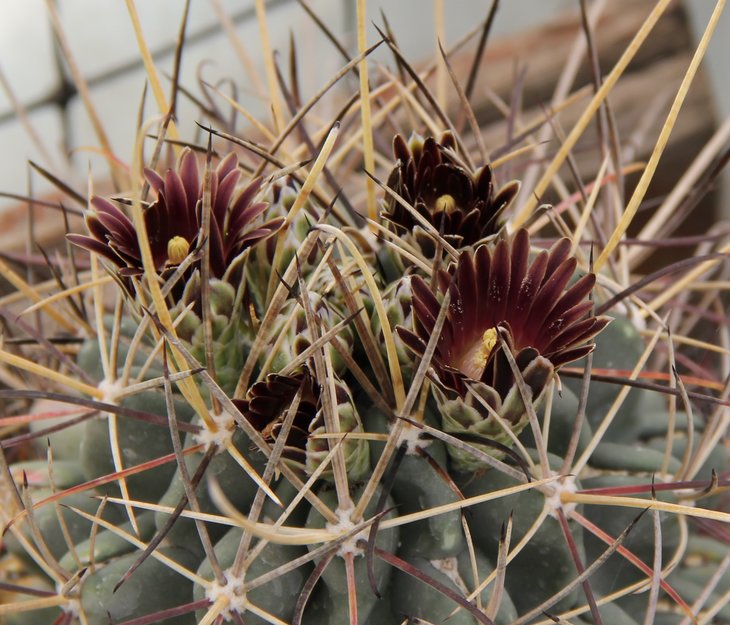 Glandulicactus uncinatus MK20.11