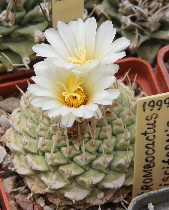 Strombocactus disciformis