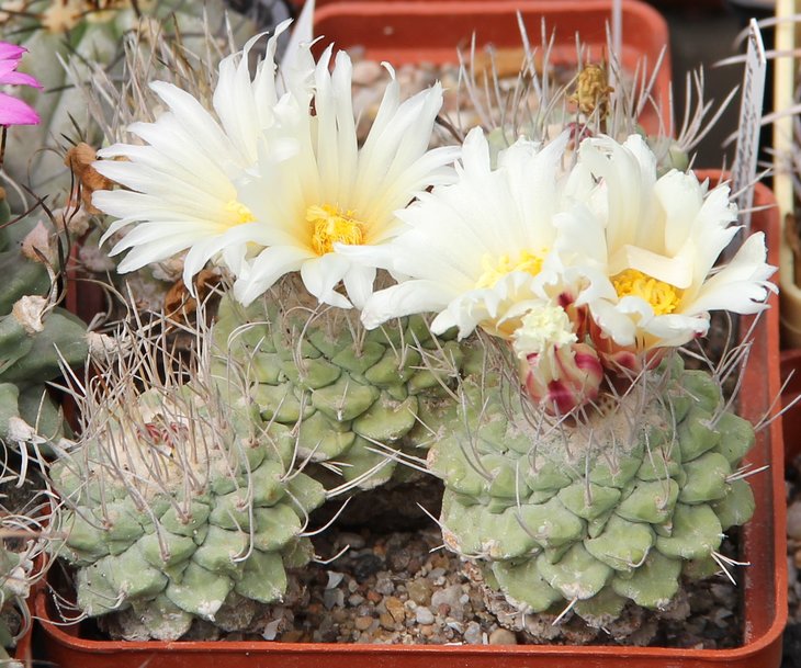 Strombocactus disciformis