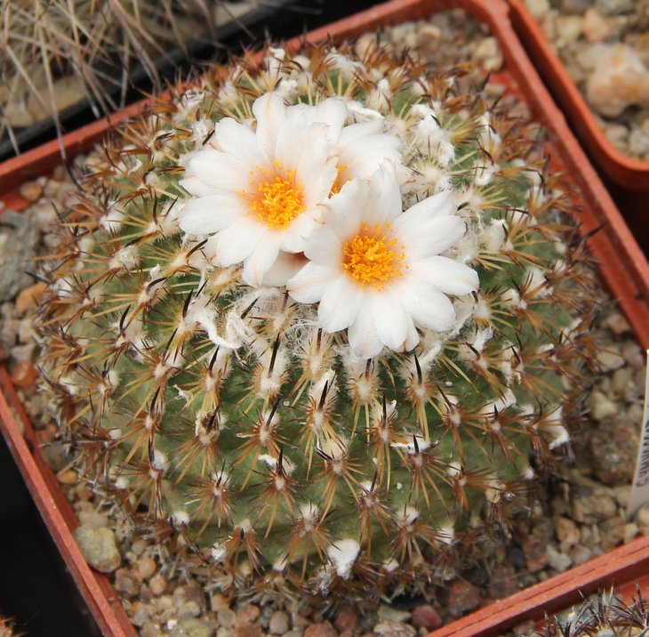 Gymnocactus yesabelae HO776