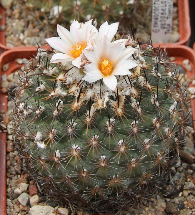 Gymnocactus yesabelae HO776