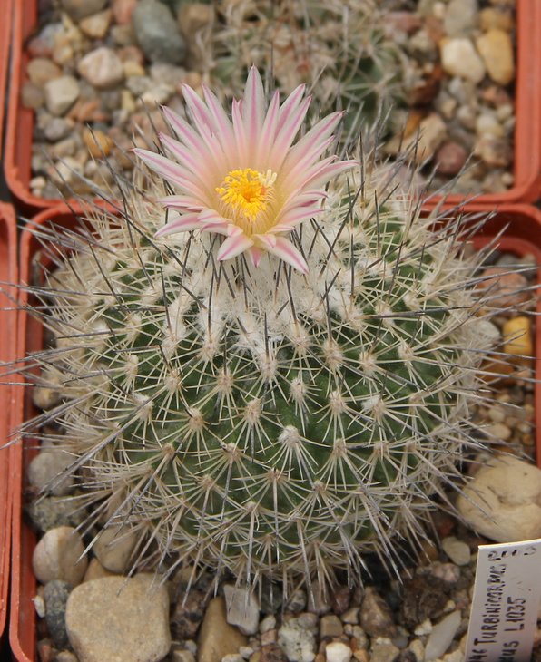 Gymnocactus pailanus L1035