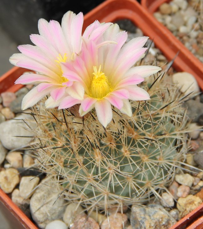 Gymnocactus beguinii albiflorus TCG41102