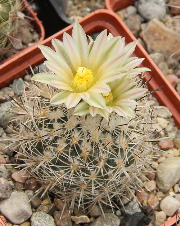 Gymnocactus beguinii albiflorus TCG41102