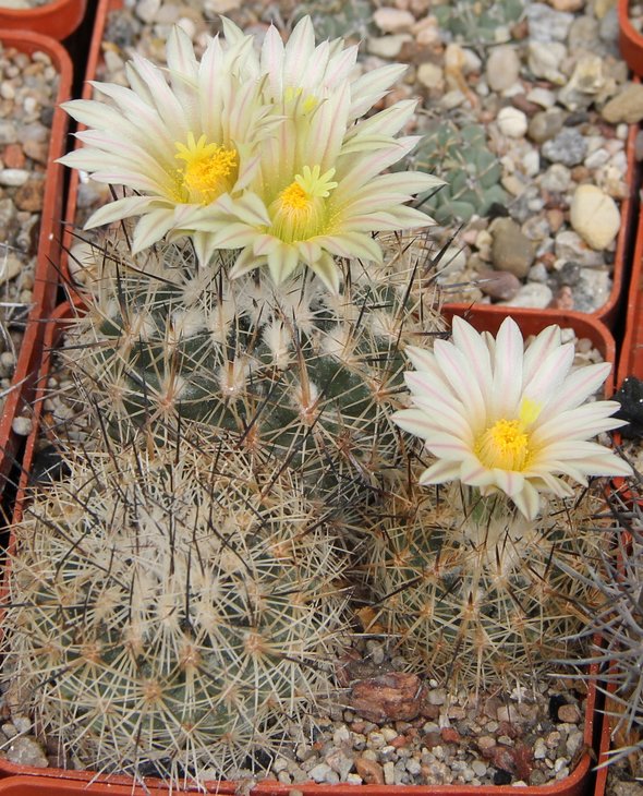 Gymnocactus beguinii albiflorus GM1047