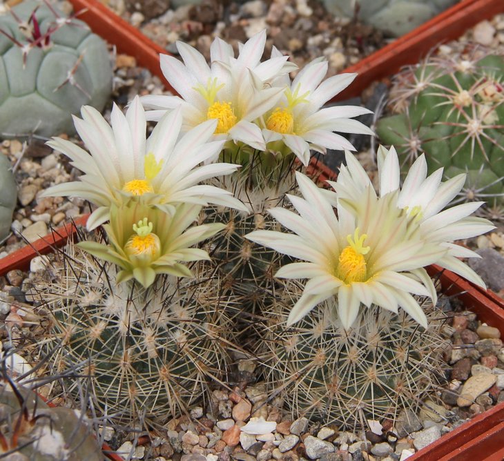 Gymnocactus beguinii albiflorus GM1047