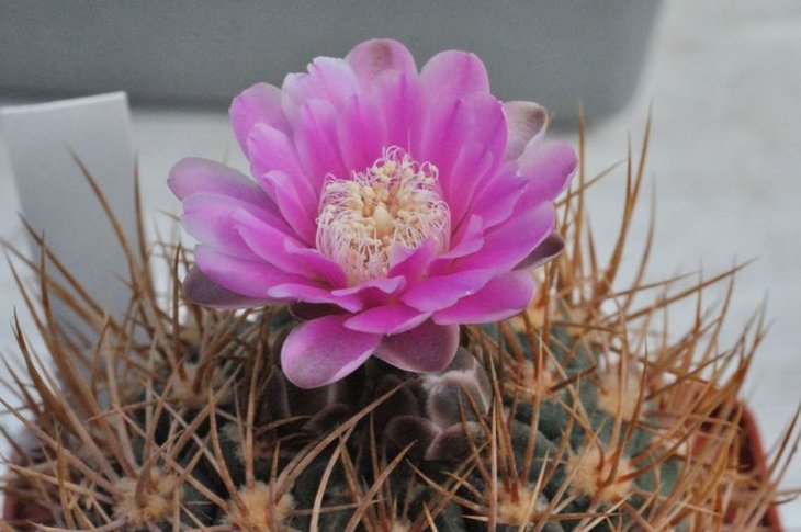 Gymnocalycium neuhuberi