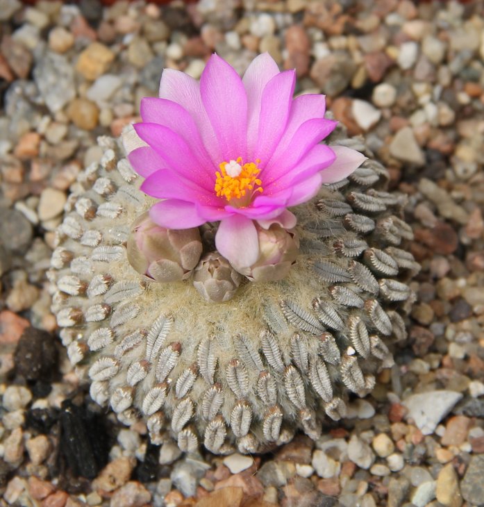 Pelecyphora aselliformis