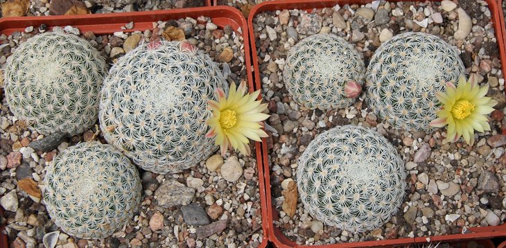 Mammillaria solisioides
