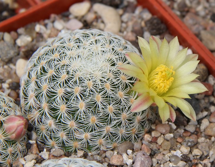 Mammillaria solisioides