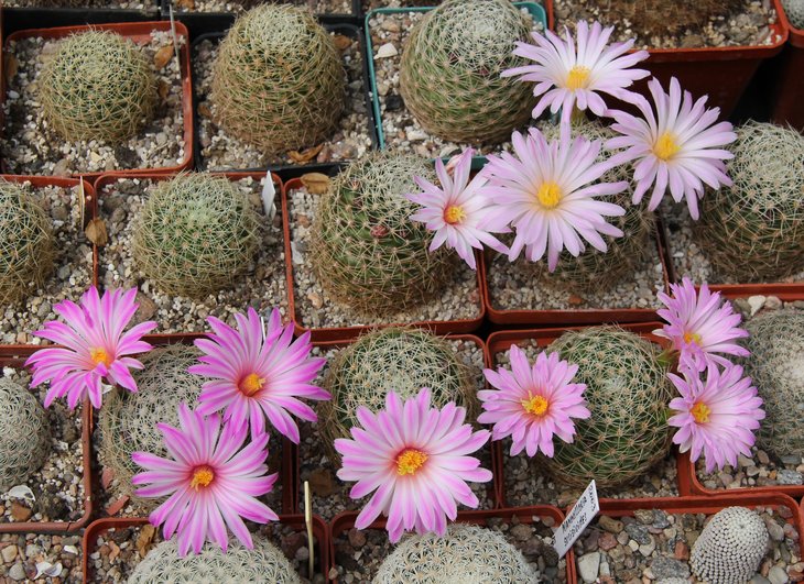 Mammillaria napina
