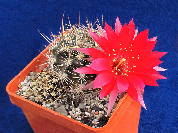 Lobivia cinnabarina
