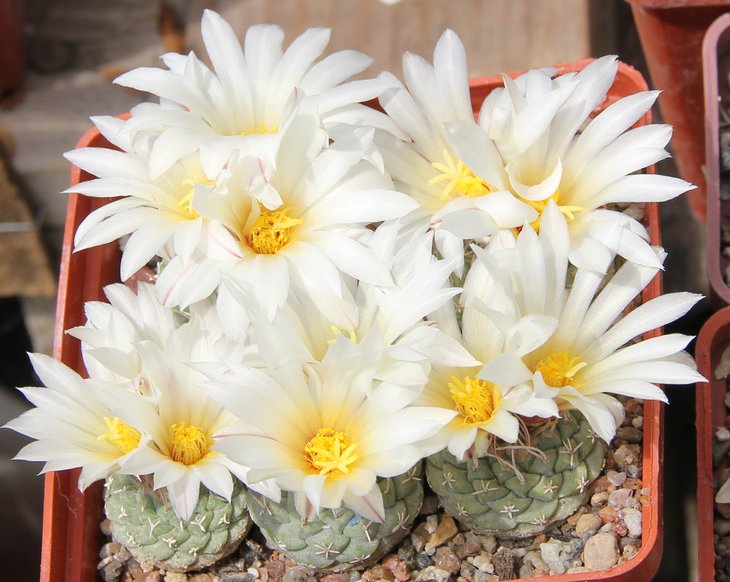 Strombocactus disciformis minimus jarmilae PP362  Pavlicek№5346.4