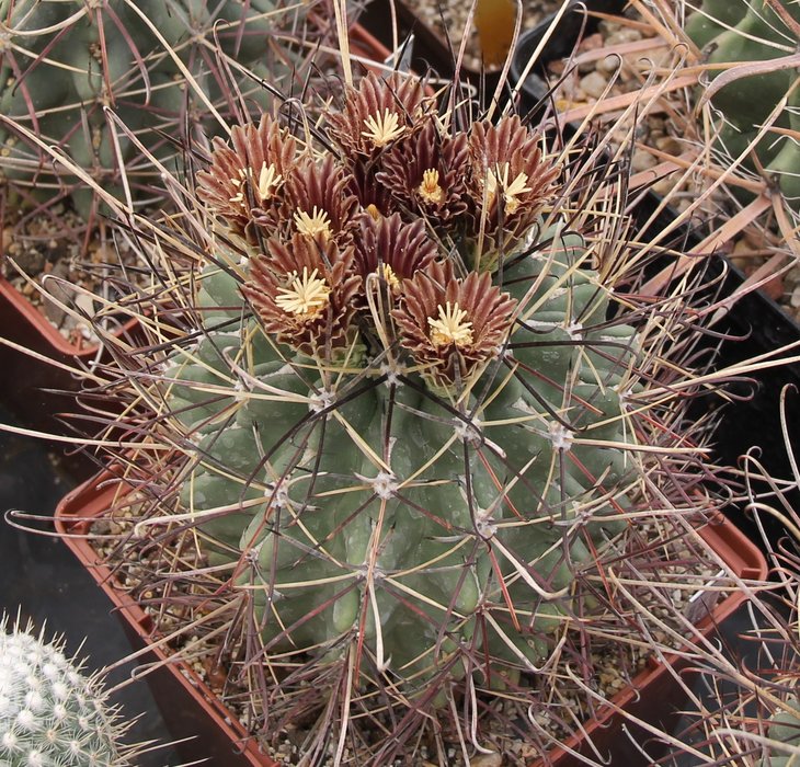 Glandulicactus uncinatus DJF615