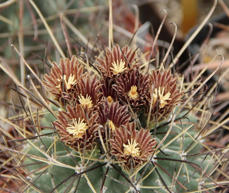 Glandulicactus uncinatus DJF615
