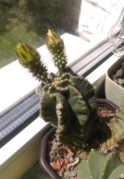 Echinocereus subinermis_2017_VI.jpg