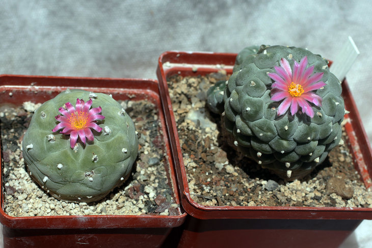 Lophophora fricii