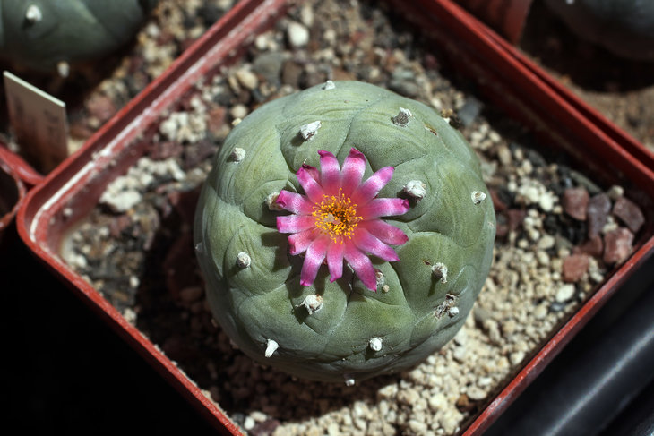 Lophophora fricii