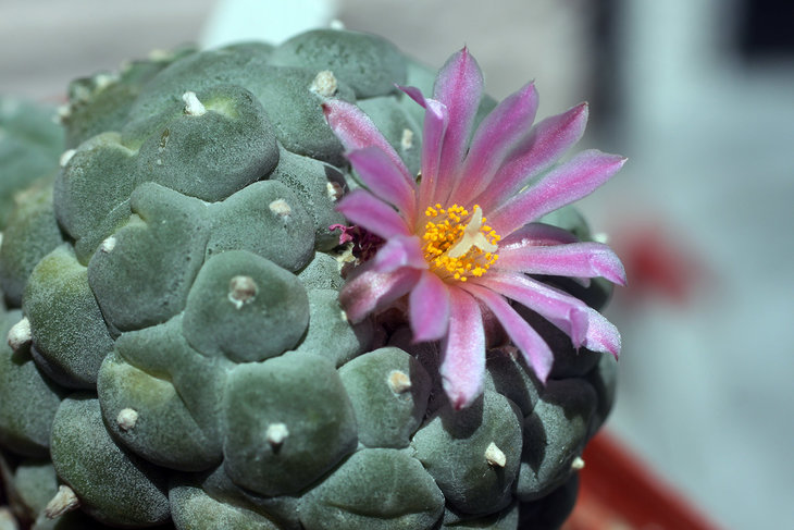 Lophophora fricii