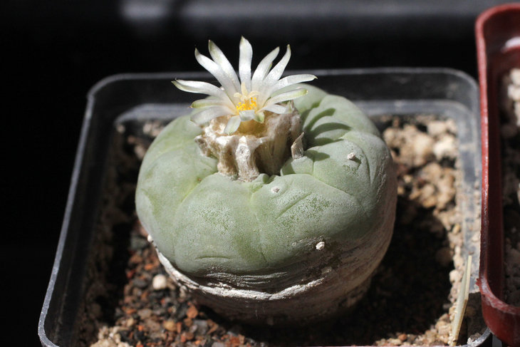 Lophophora fricii v. albiflora