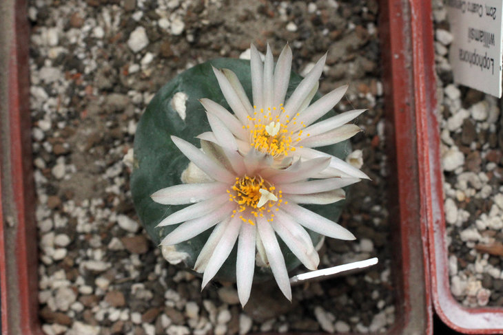 Lophophora koehresii