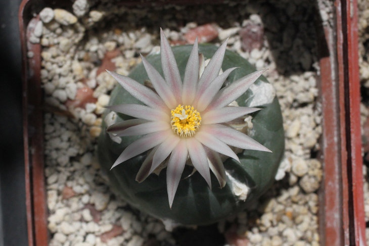Lophophora koehresii