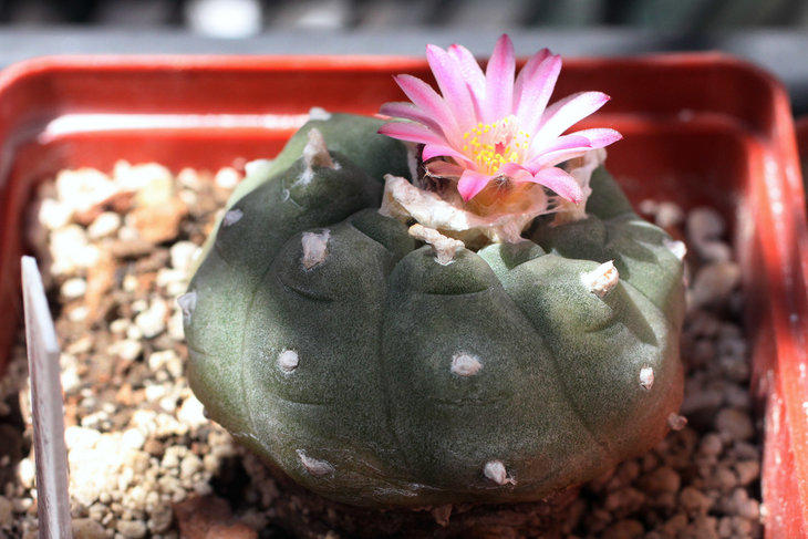 Lophophora jourdaniana