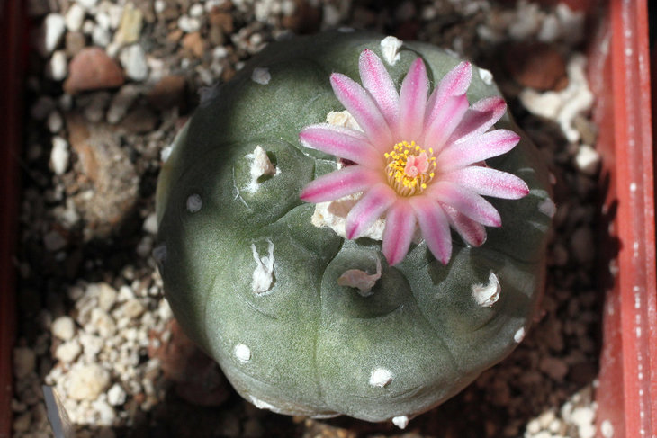 Lophophora jourdaniana