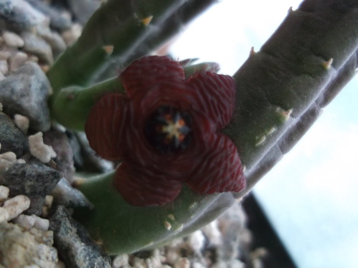 DSCF5006.JPG