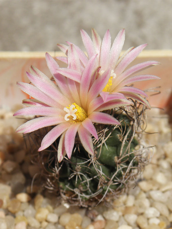 Turbinicarpus pseudomacrochele ssp. lausseri