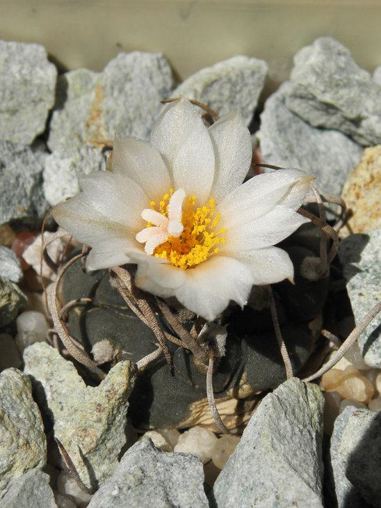 Turbinicarpus polaskii