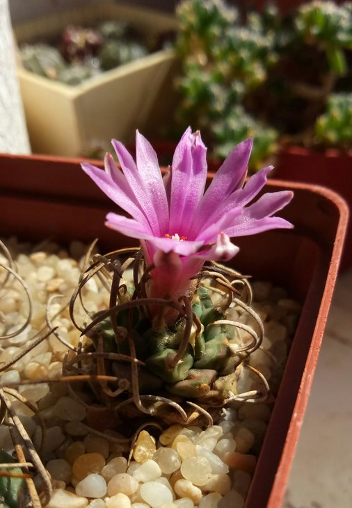 Turbinicarpus schmiedickeanus ssp. rubriflorus