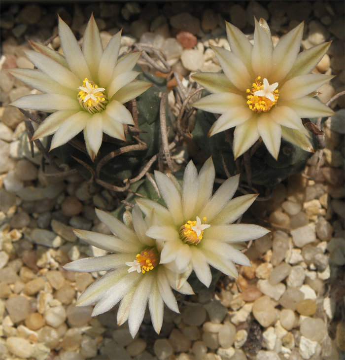 Turbinicarpus schmiedickeanus ssp. schmiedickeanus (?)
