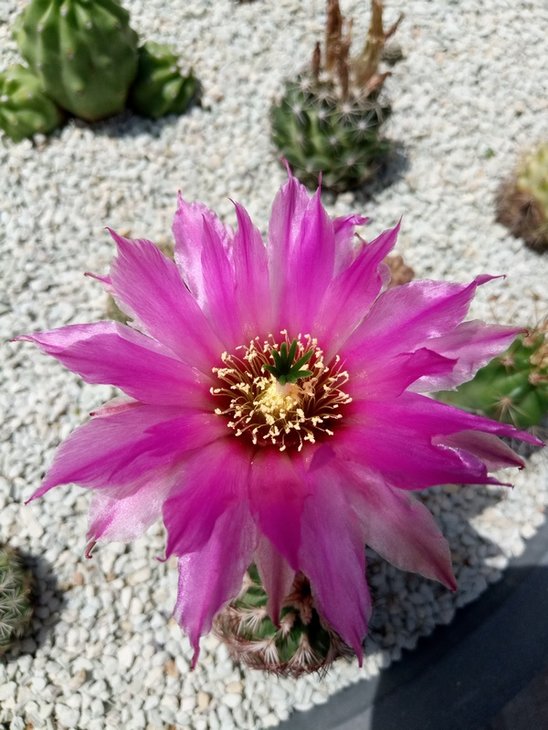 Echinocereus reichenbachii perbellus ''purpureus'', DJF1331 (2).jpg