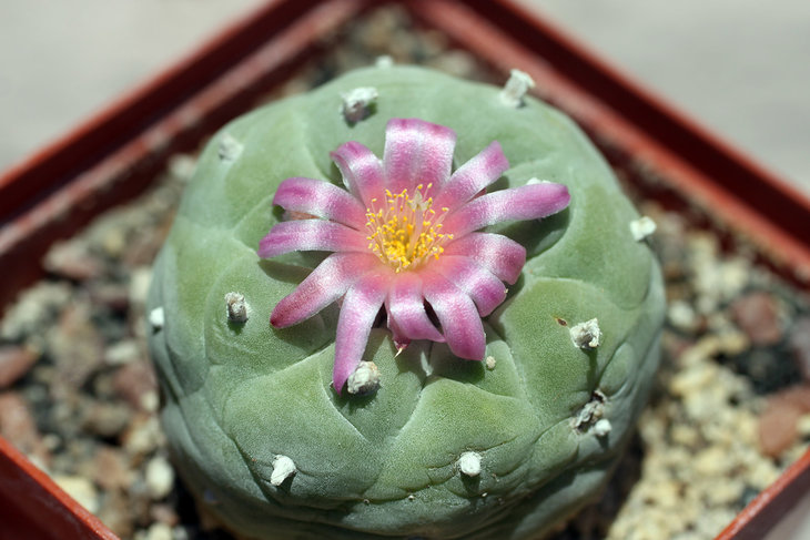 Продолжает цвести Lophophora fricii