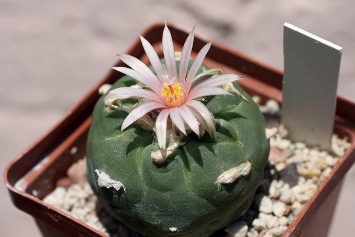 Lophophora koehresii