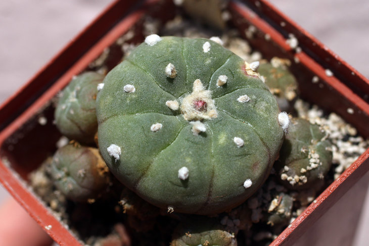 Бутон на той самой Lophophora jourdaniana с фигурным цветком