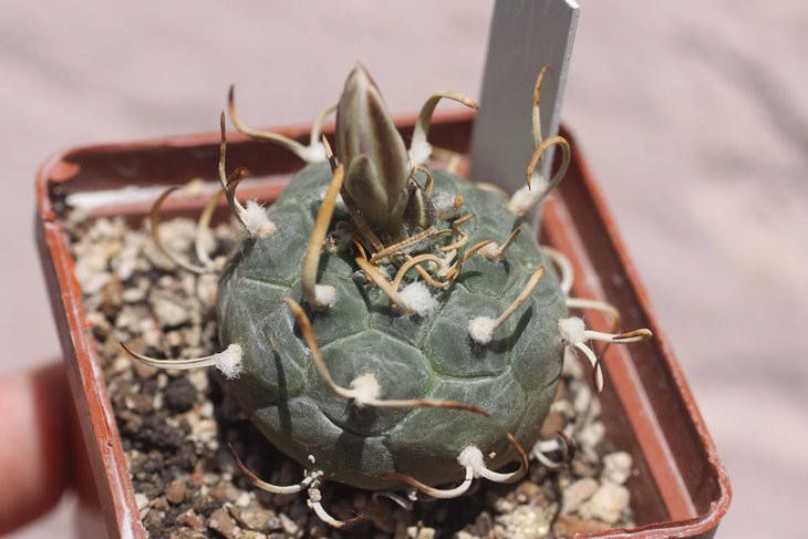 Turbinicarpus rioverdensis