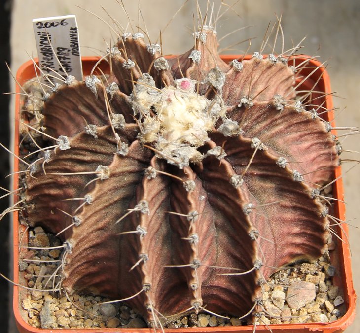Gymnocalycium friedrichii moserianum GM789