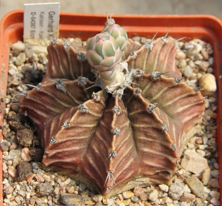 Gymnocalycium friedrichii   KOHRES