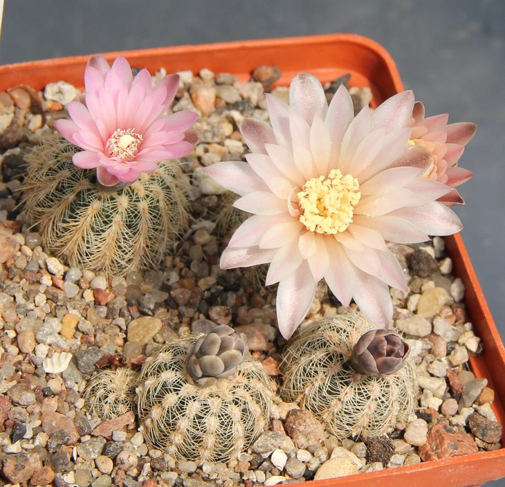 Gymnocalycium bruchii pawlovsky VoS152