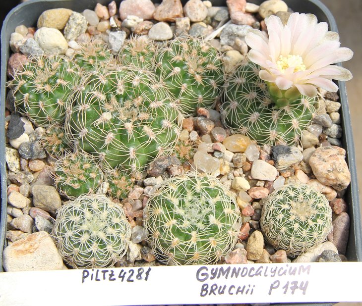 Gymnocalycium bruchii P174  Copina Cord 1300m   PILTZ4281