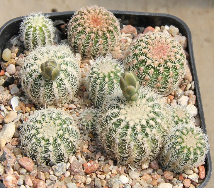 Gymnocalycium bruchii niveum VG341 Los Coquitos Cord   kk337.313