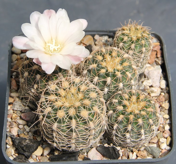 Gymnocalycium bruchii GN162-442   Sa de Portezuelo  PILTZ3584